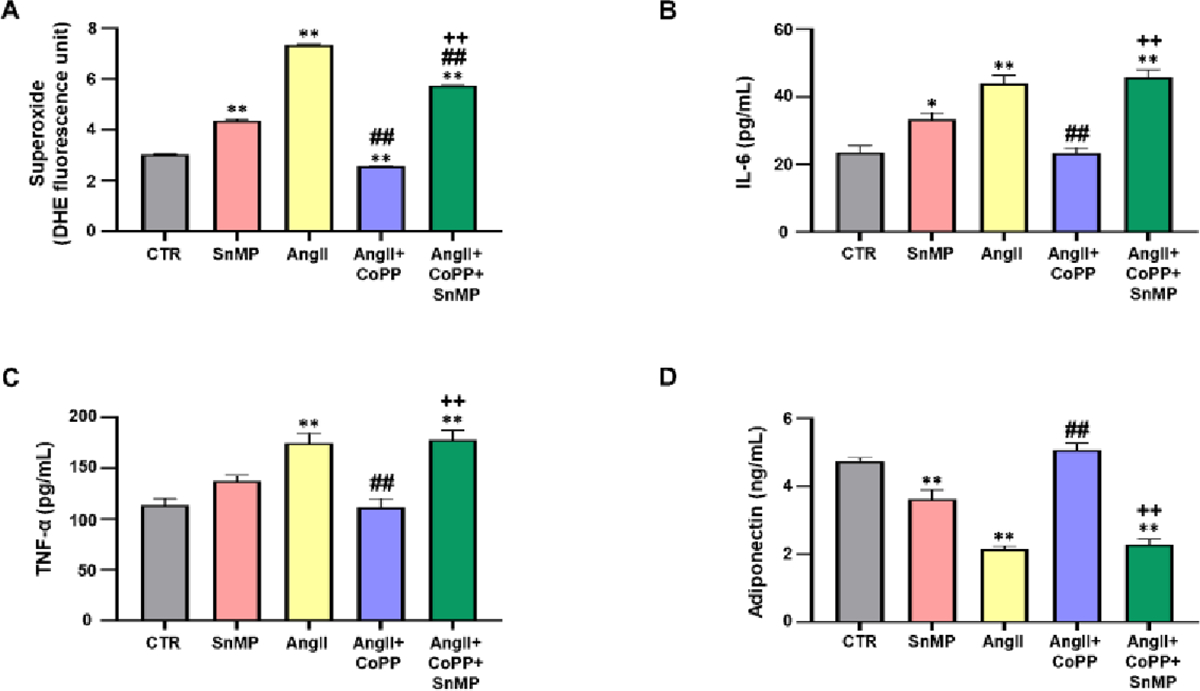 Dysregulation of HO-1-SIRT1 Axis is Associated with AngII-Induced Adipocyte Dysfunction.