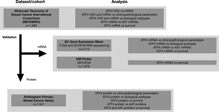 ATF4 as a Prognostic Marker and Modulator of Glutamine Metabolism in Oestrogen Receptor-Positive Breast Cancer.