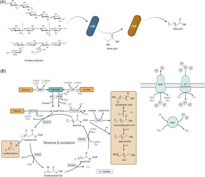 Evaluating the feasibility of medium-chain oleochemical synthesis using microbial chain elongation.