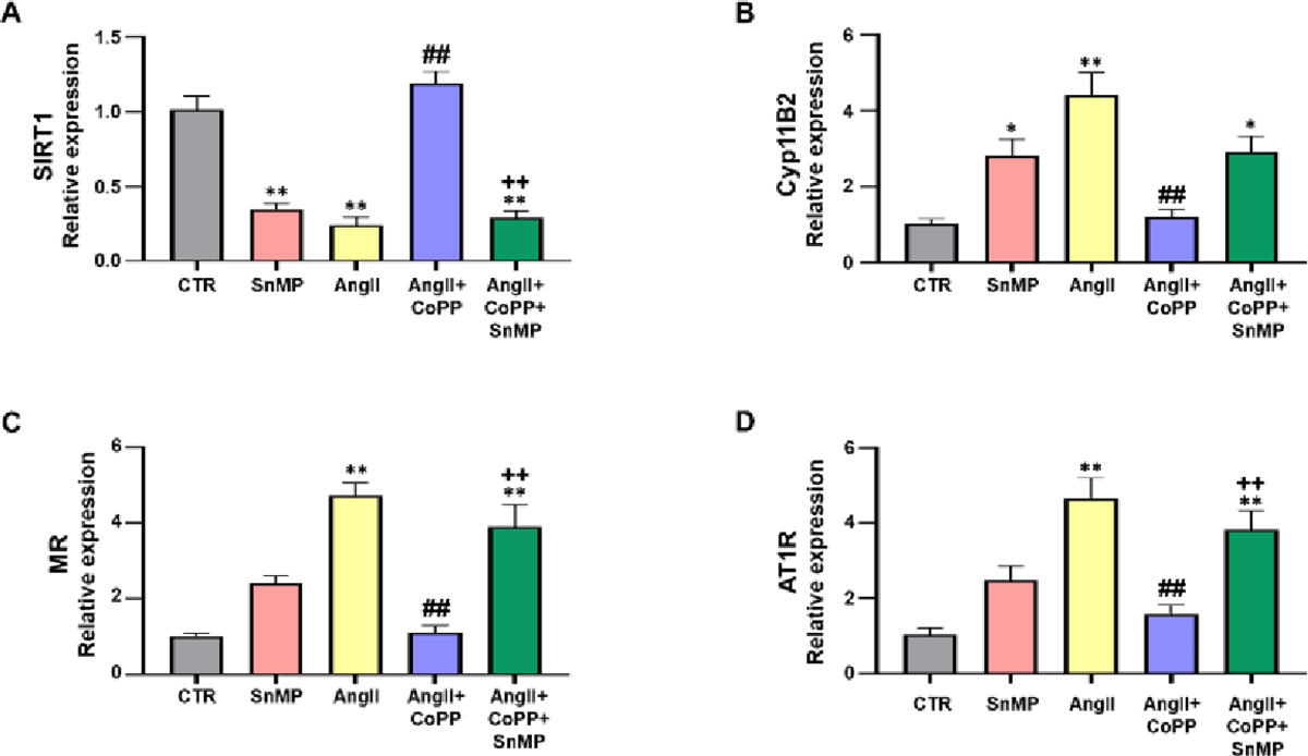 Dysregulation of HO-1-SIRT1 Axis is Associated with AngII-Induced Adipocyte Dysfunction.