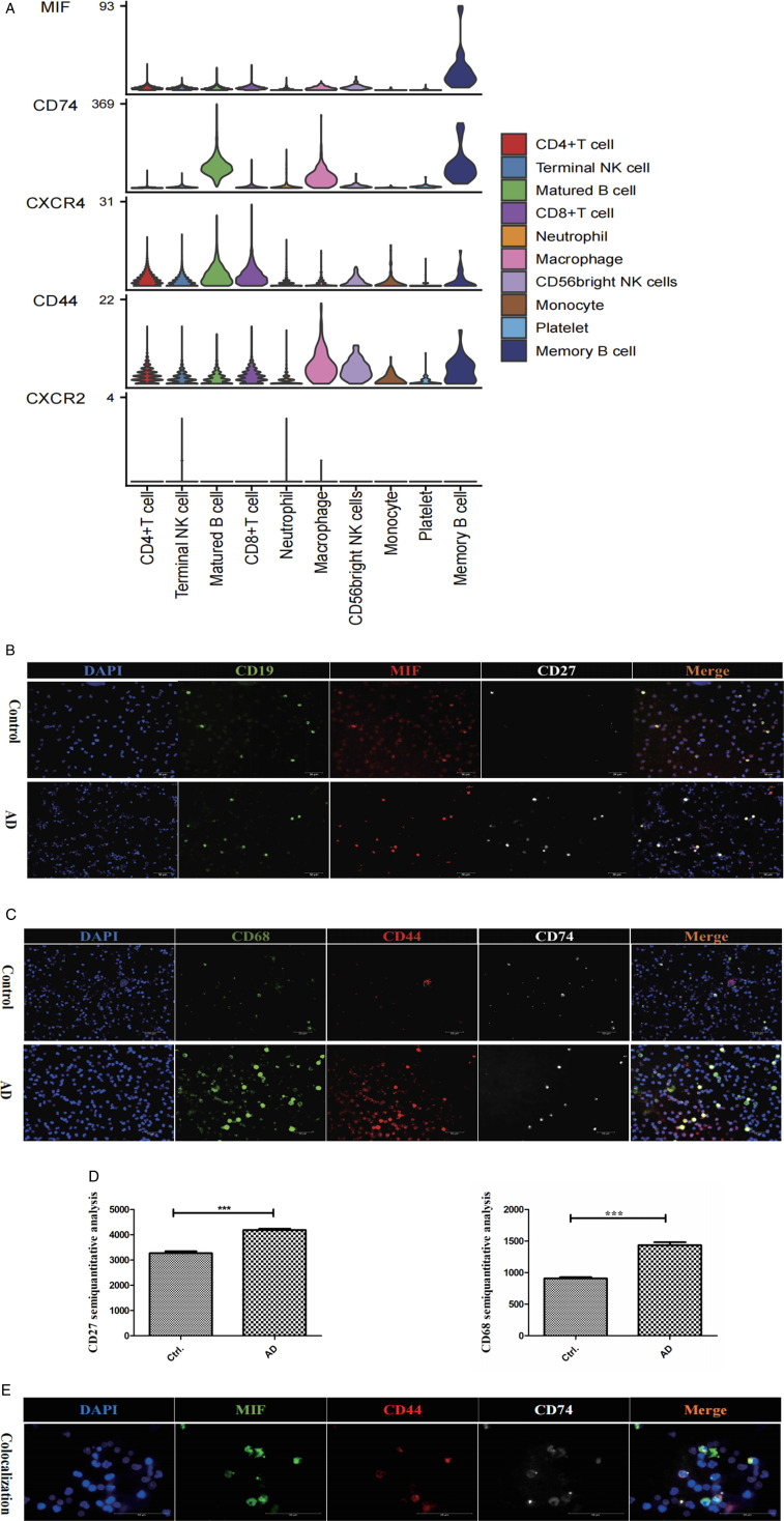Migration Inhibition Factor Secreted by Peripheral Blood Memory B Cells Binding to CD74-CD44 Receptor Complex Drives Macrophage Behavior in Alzheimer's Disease.
