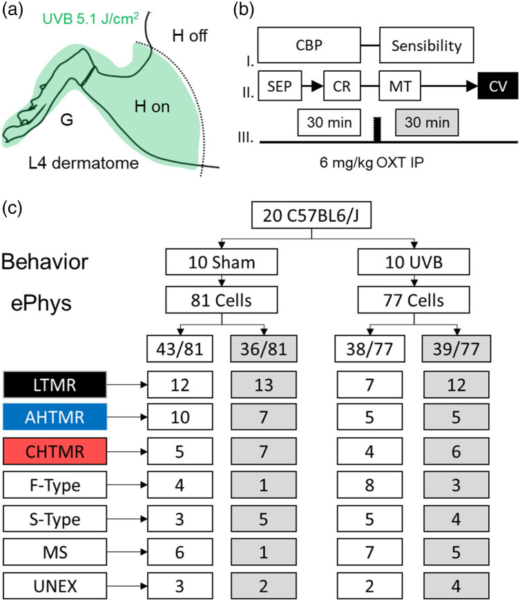 Effects of systemic oxytocin administration on ultraviolet B-induced nociceptive hypersensitivity and tactile hyposensitivity in mice.