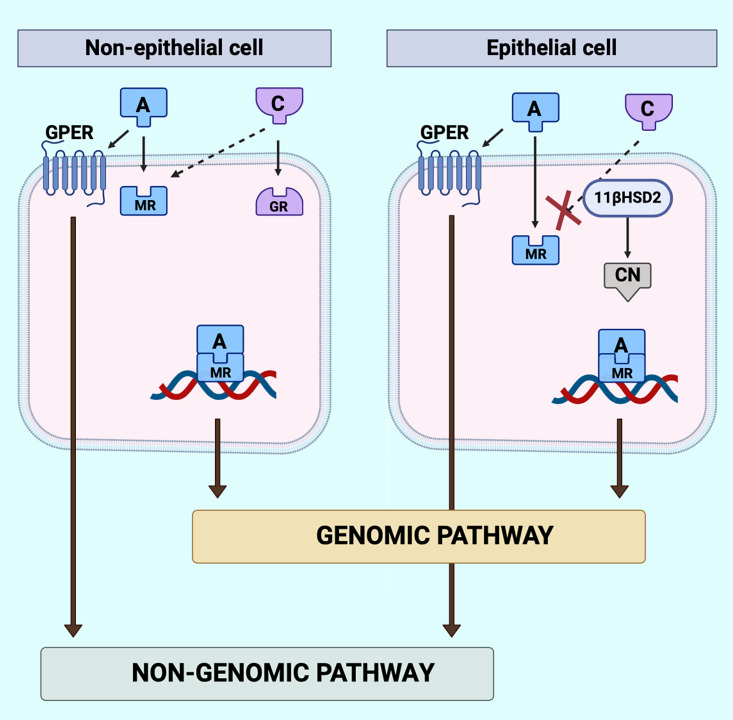 Aldosterone Synthase Inhibitors for Cardiorenal Protection: Ready for Prime Time?