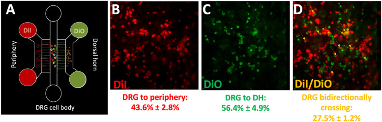 A microfluidic model of the first sensory synapse for analgesic target discovery.