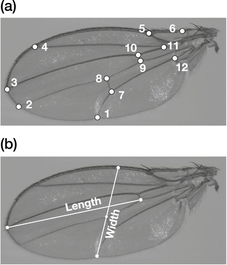Developmental noise and phenotypic plasticity are correlated in <i>Drosophila simulans</i>.