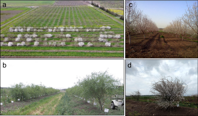 Exploring the wild almond, <i>Prunus arabica</i> (Olivier), as a genetic source for almond breeding.