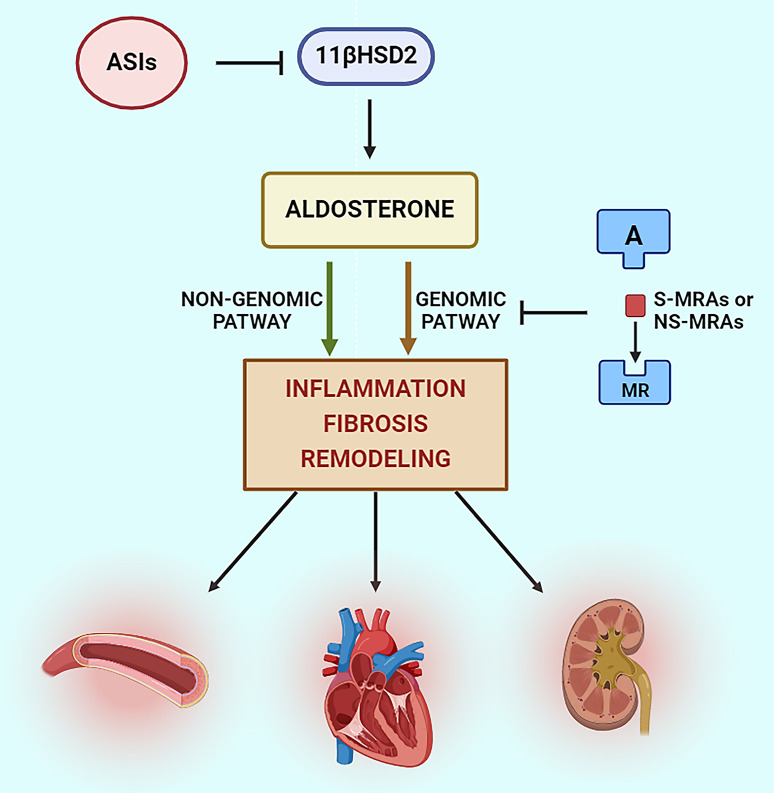 Aldosterone Synthase Inhibitors for Cardiorenal Protection: Ready for Prime Time?