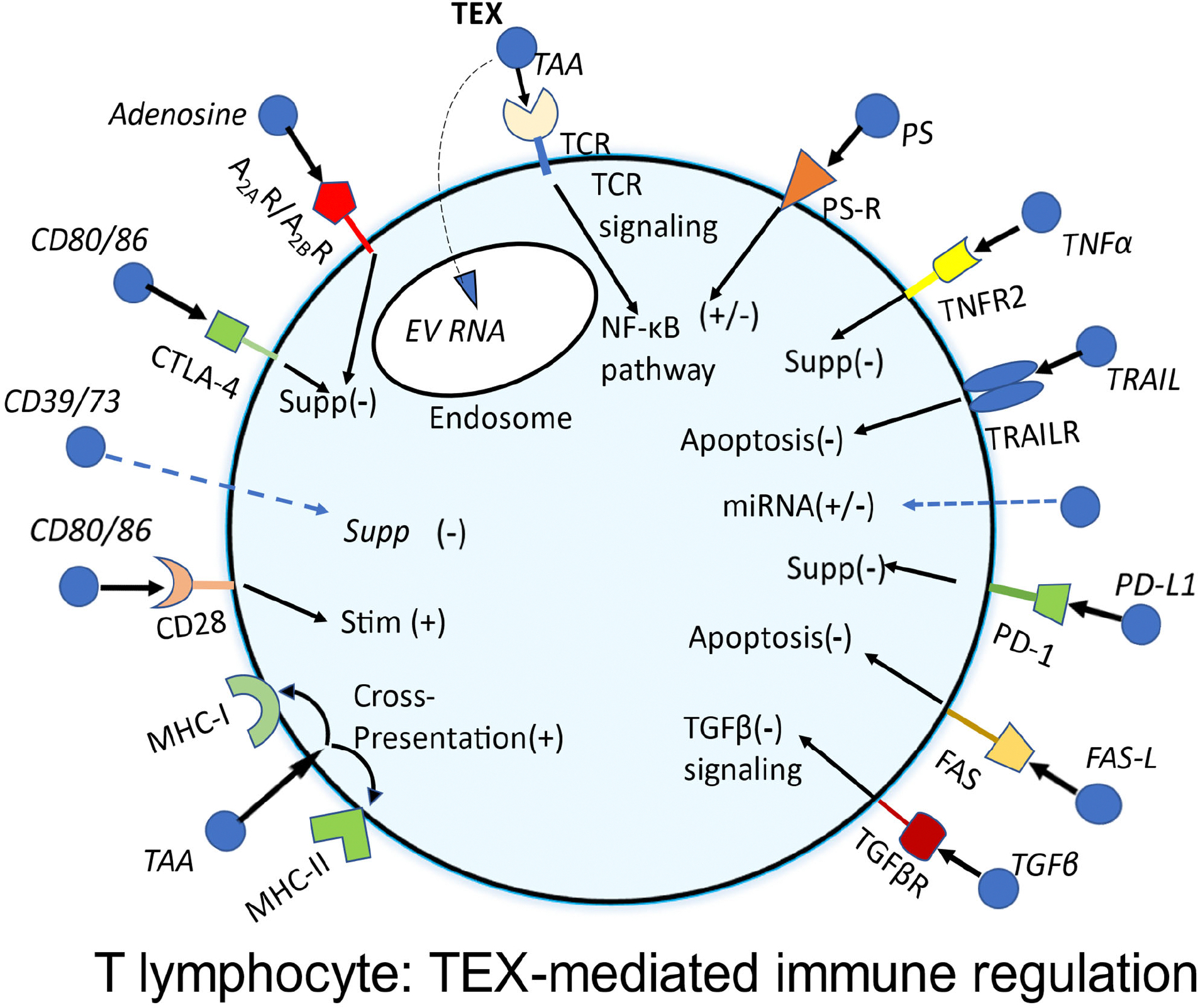 Effects of Tumor-derived Small Extracellular Vesicles on T cell Survival in Patients with Cancer; A Commentary.