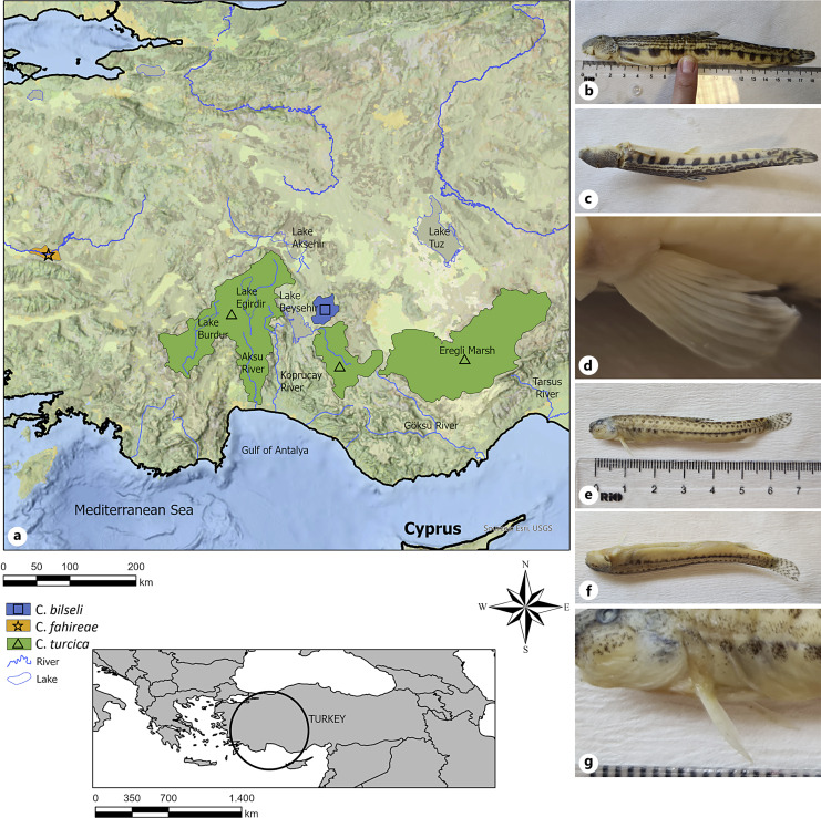 A Detailed Karyological Investigation of three Endemic Cobitis Linnaeus, 1758 Species (Teleostei, Cobitidae) in Anatolia, Türkiye.