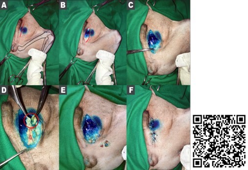 Illustrated technique of superficial lymphadenectomy of dogs and cats: preliminary study.