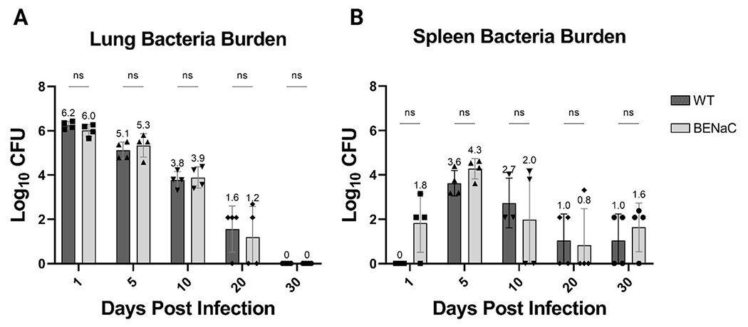 <i>Mycobacterium abscessus</i> pulmonary infection and associated respiratory function in cystic fibrosis-like βENaC mice.