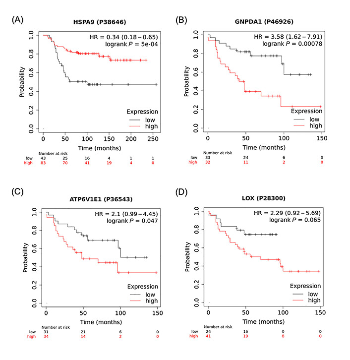 Identification of lysyl oxidase as an adipocyte-secreted mediator that promotes a partial mesenchymal-to-epithelial transition in MDA-MB-231 cells.