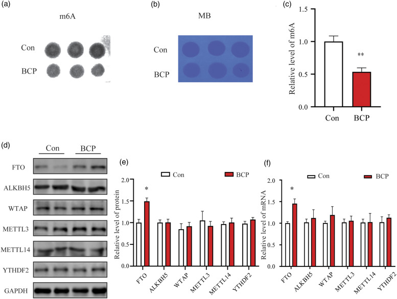 Fat mass and obesity-related protein contributes to the development and maintenance of bone cancer pain in rats by abrogating m6A methylation of RNA.