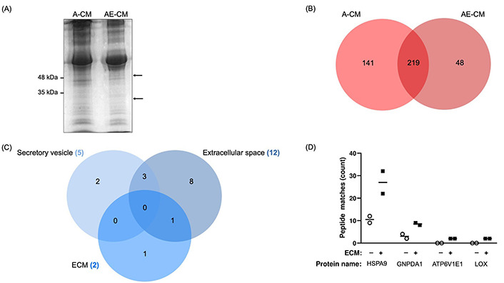 Identification of lysyl oxidase as an adipocyte-secreted mediator that promotes a partial mesenchymal-to-epithelial transition in MDA-MB-231 cells.