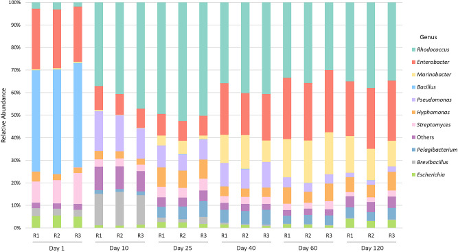Polyethylene Biodegradation by an Artificial Bacterial Consortium: Rhodococcus as a Competitive Plastisphere Species.