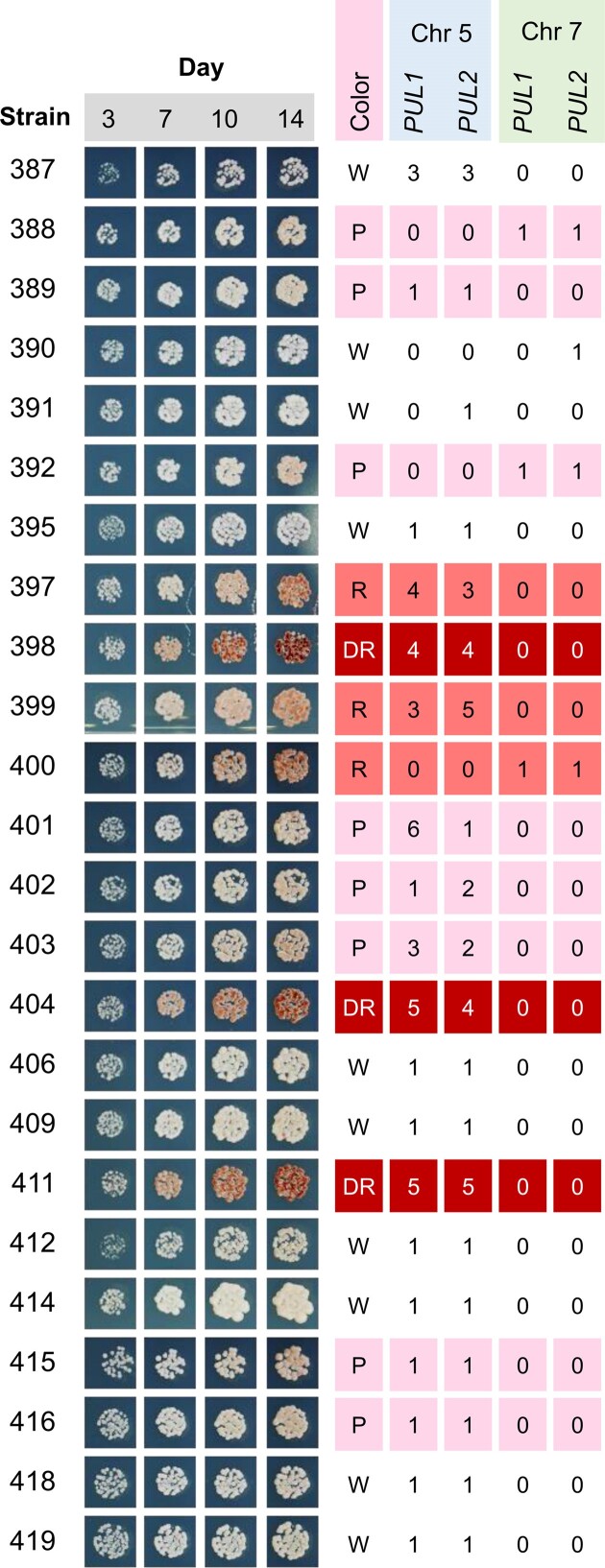 Heterologous pulcherrimin production in Saccharomyces cerevisiae confers inhibitory activity on Botrytis conidiation.