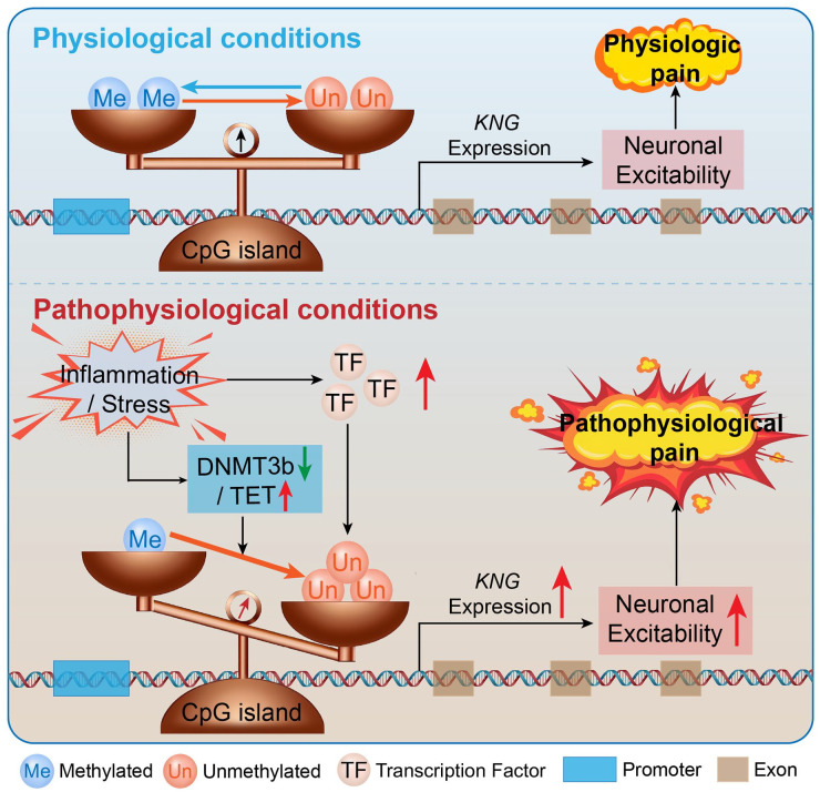 Advances in the pathological mechanisms and clinical treatments of chronic visceral pain.