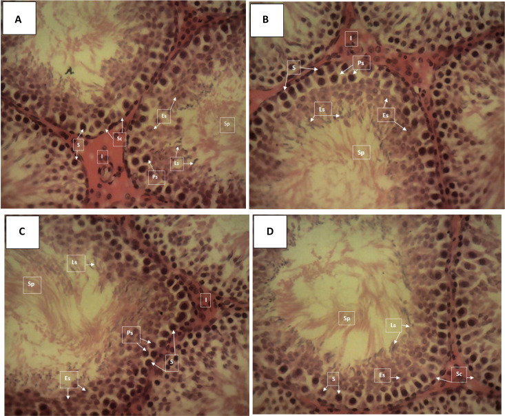 Effect of Aqueous Extract of Unripe <i>Musa Paradisiaca</i> Linn on Parameters Affecting Reproduction in Rats.