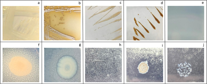 Polyethylene Biodegradation by an Artificial Bacterial Consortium: Rhodococcus as a Competitive Plastisphere Species.