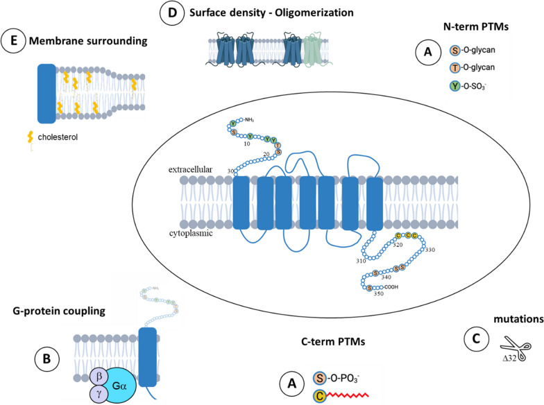 The chemokine receptor CCR5: multi-faceted hook for HIV-1.