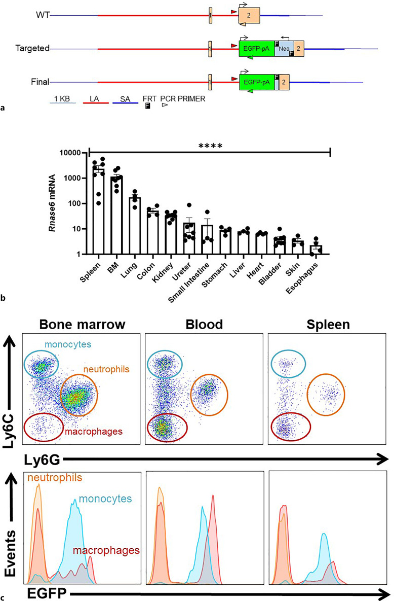 Murine Ribonuclease 6 Limits Bacterial Dissemination during Experimental Urinary Tract Infection.