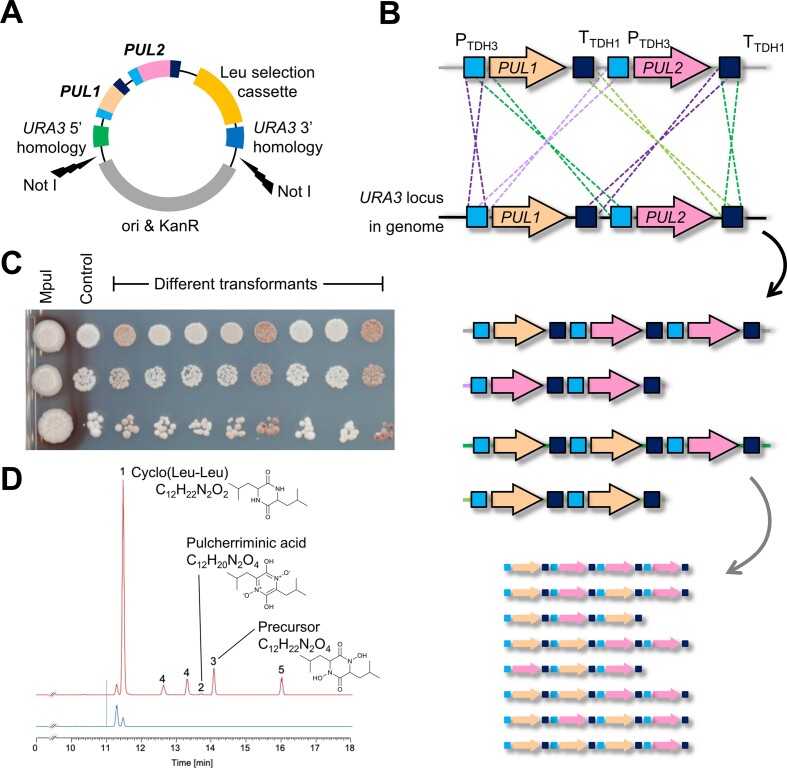 Heterologous pulcherrimin production in Saccharomyces cerevisiae confers inhibitory activity on Botrytis conidiation.