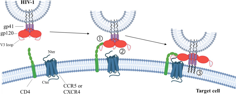 The chemokine receptor CCR5: multi-faceted hook for HIV-1.