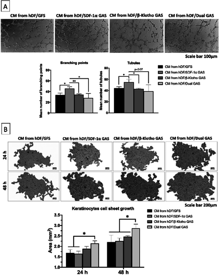 Dual delivery gene-activated scaffold directs fibroblast activity and keratinocyte epithelization.
