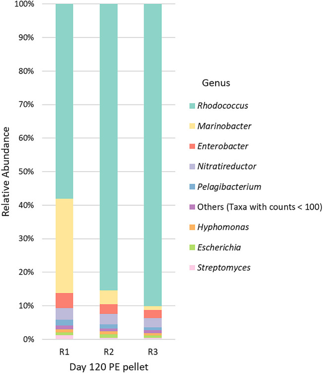 Polyethylene Biodegradation by an Artificial Bacterial Consortium: Rhodococcus as a Competitive Plastisphere Species.