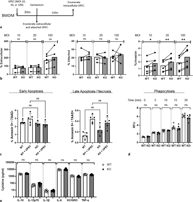 Murine Ribonuclease 6 Limits Bacterial Dissemination during Experimental Urinary Tract Infection.