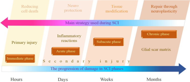 Recent Advances in the Treatment of Spinal Cord Injury.