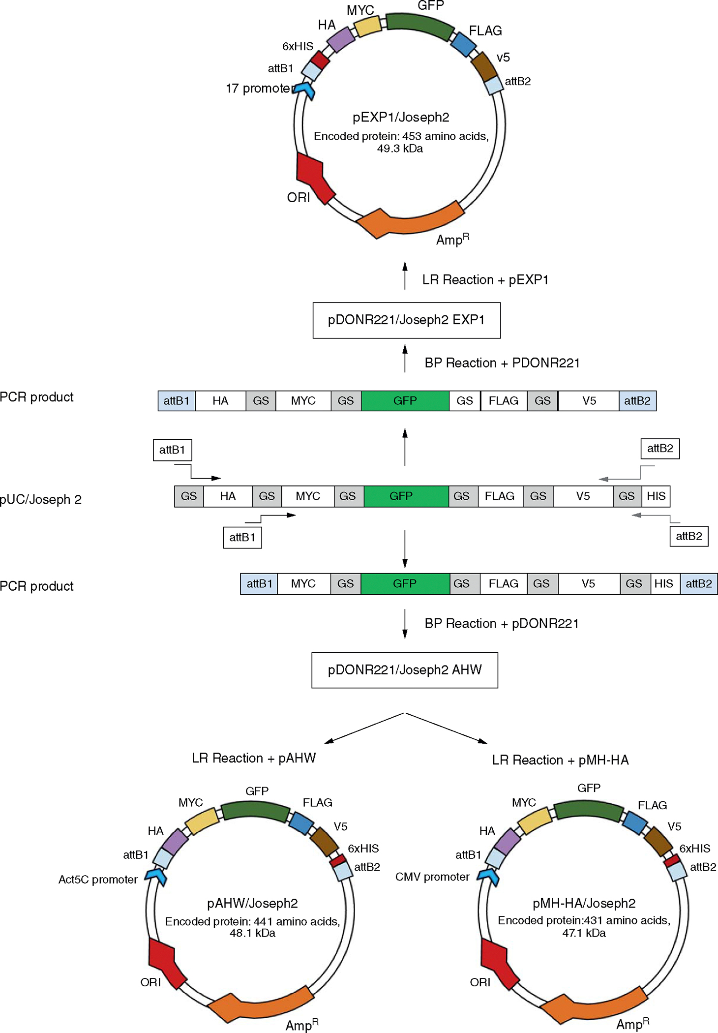 pJoseph2: a family of plasmids as positive controls for bacterial protein expression, transfections, and western blots.