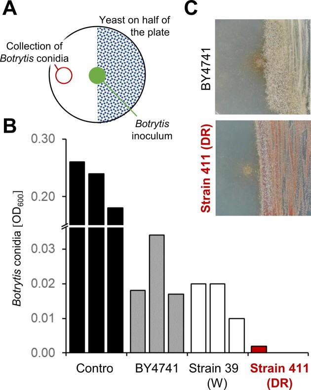 Heterologous pulcherrimin production in Saccharomyces cerevisiae confers inhibitory activity on Botrytis conidiation.