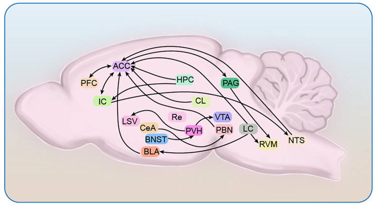 Advances in the pathological mechanisms and clinical treatments of chronic visceral pain.