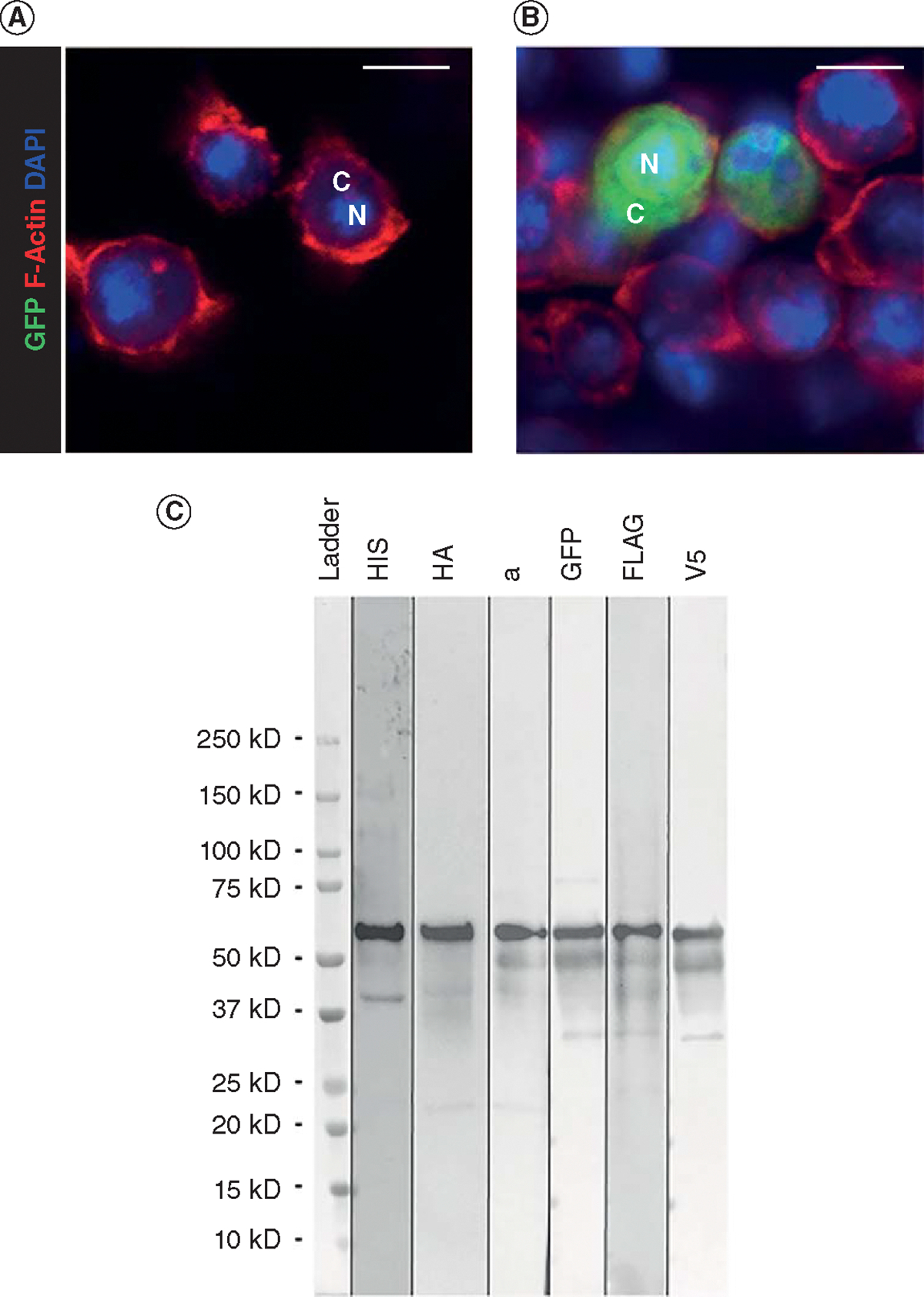 pJoseph2: a family of plasmids as positive controls for bacterial protein expression, transfections, and western blots.