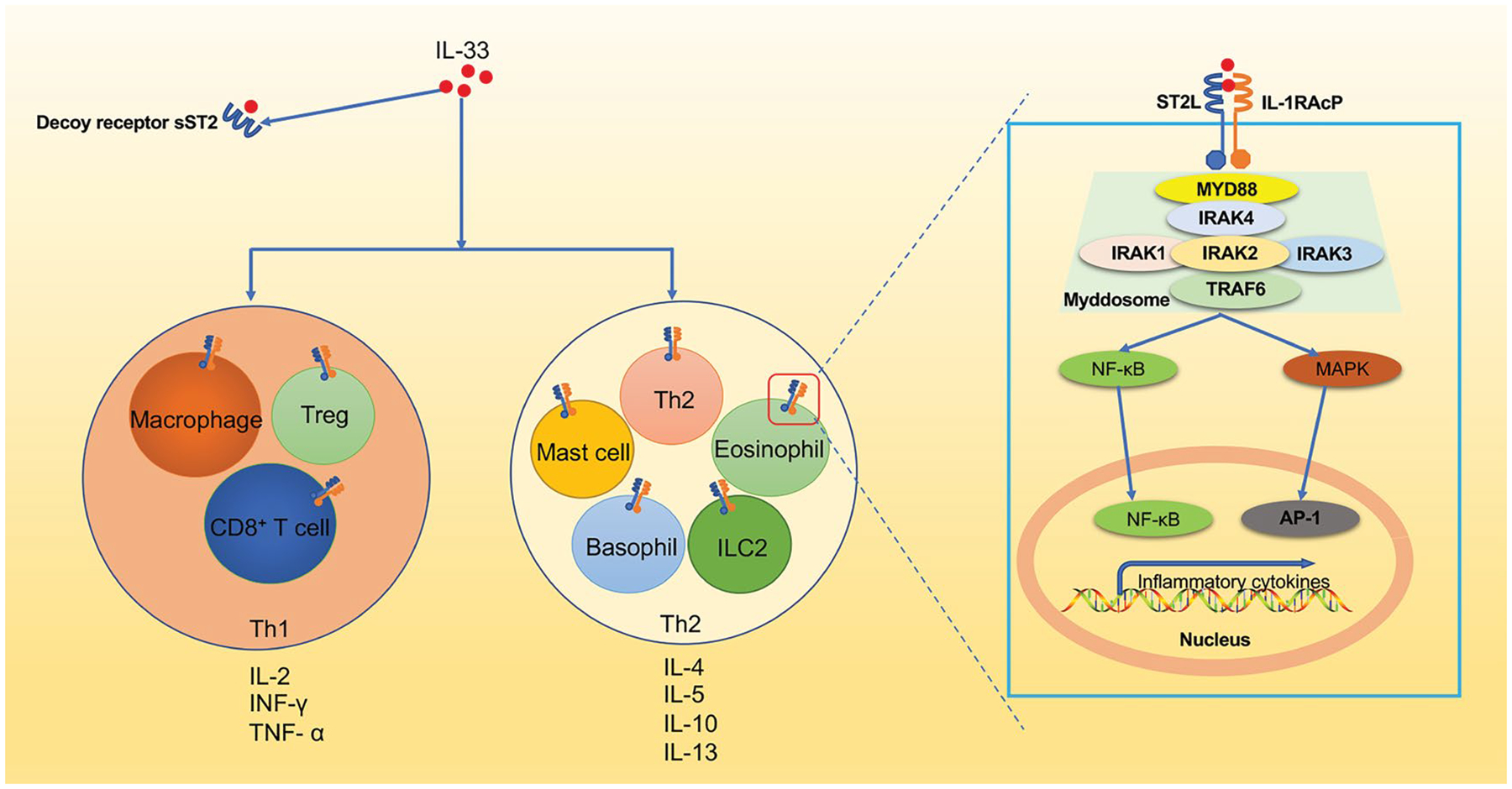 Interleukin-33: A Double-Edged Sword in Sepsis.
