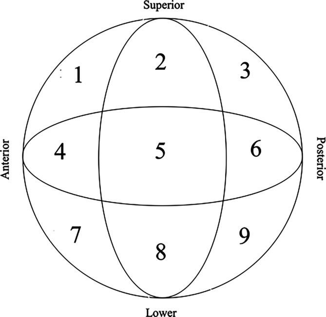 Correlation between cephalic screw positioning of Standard Gamma 3 Nail for intertrochanteric fractures and cut-out incidence.