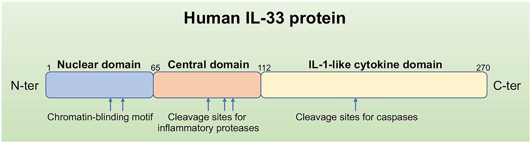 Interleukin-33: A Double-Edged Sword in Sepsis.