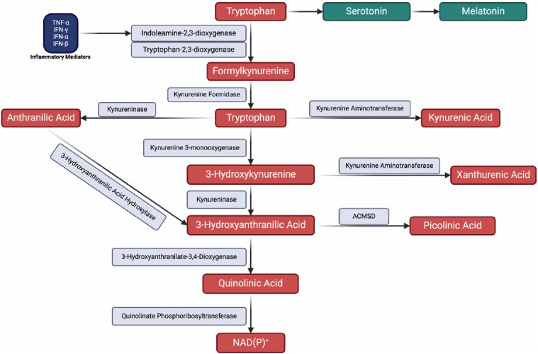 Understanding the kynurenine pathway: A narrative review on its impact across chronic pain conditions.