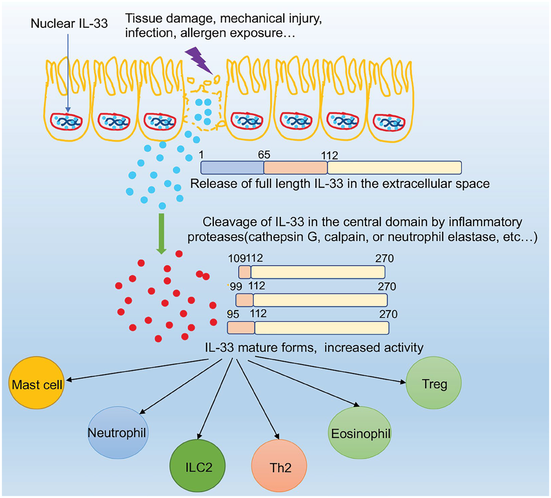 Interleukin-33: A Double-Edged Sword in Sepsis.