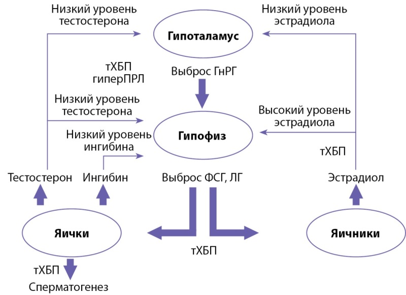 [Pituitary disorders in patients with end-stage chronic renal failure].