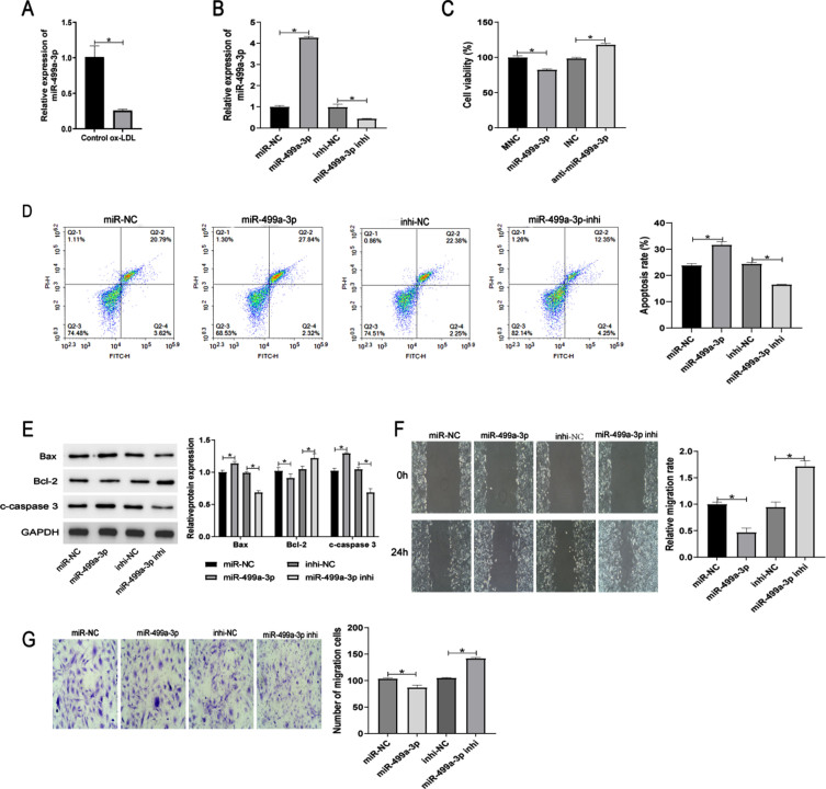 Hsa_ circ_0006867 regulates ox-LDL-induced endothelial injury via the miR-499a-3p/ADAM10 axis.
