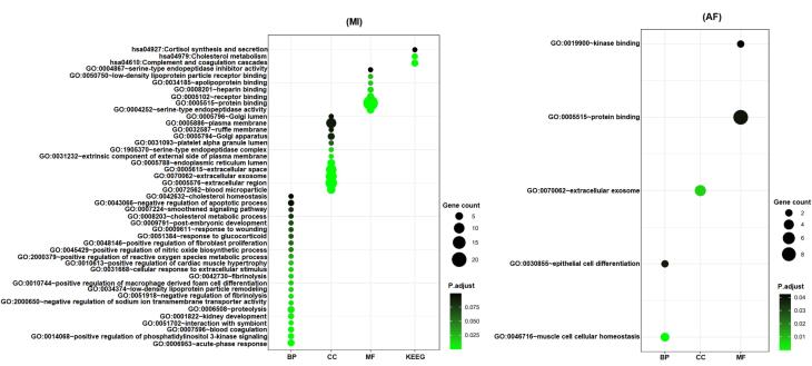 Mendelian randomization reveals plasminogen as a common therapeutic target for myocardial infarction and atrial fibrillation.