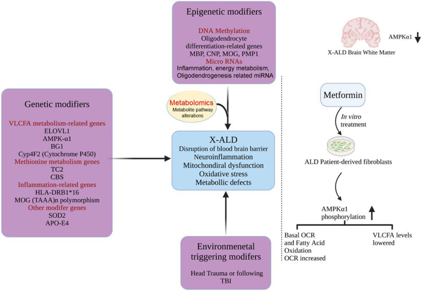 Pathophysiology of X-Linked Adrenoleukodystrophy: Updates on Molecular Mechanisms.