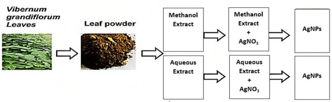 Antibacterial, antioxidant, and anticancer potential of green fabricated silver nanoparticles made from Viburnum grandiflorum leaf extract.