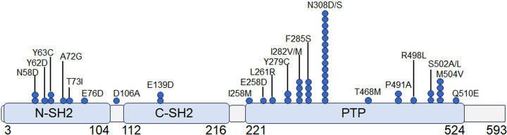 Genetic backgrounds and genotype-phenotype relationships in anthropometric parameters of 116 Japanese individuals with Noonan syndrome.