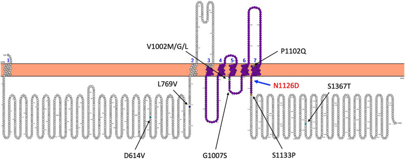 De novo <i>TRPM3</i> missense variant associated with neurodevelopmental delay and manifestations of cerebral palsy.