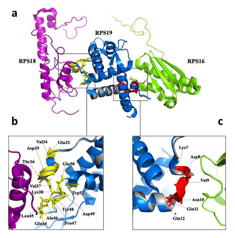 SiRNA-mediated Silencing of the RPS19 Gene Induces Apoptosis and Inhibits Cell Cycle Progression in Chronic Myeloid Leukemia Cells.