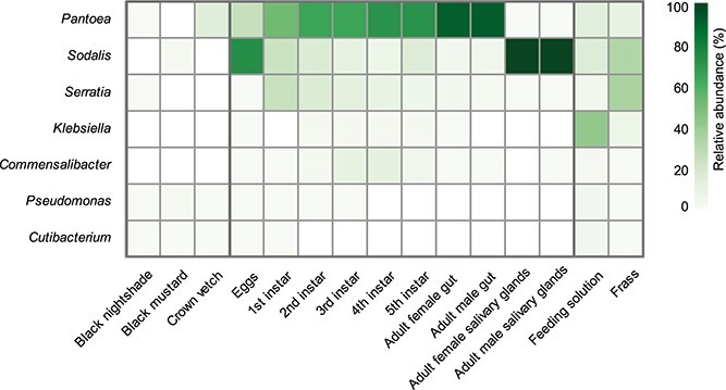 Microbiota of pest insect Nezara viridula mediate detoxification and plant defense repression.
