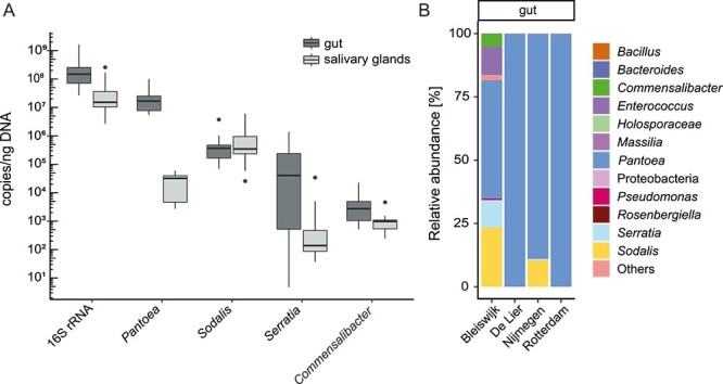 Microbiota of pest insect Nezara viridula mediate detoxification and plant defense repression.